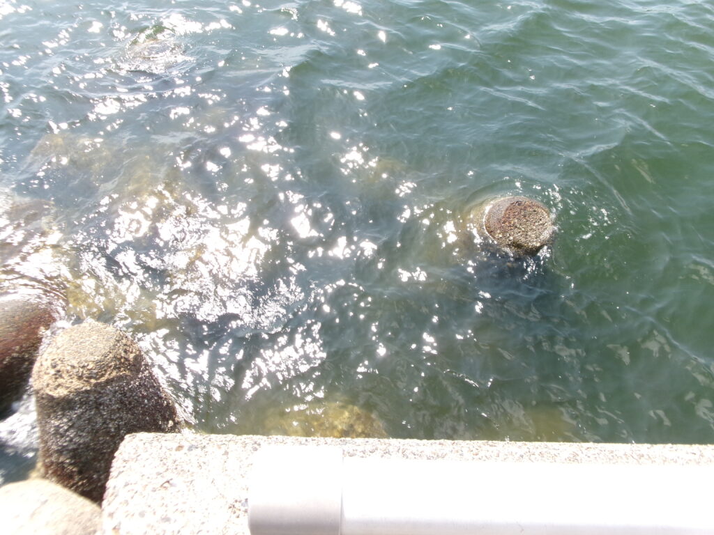 四日市霞釣り公園の画像。アジやセイゴがよく釣れることで有名。